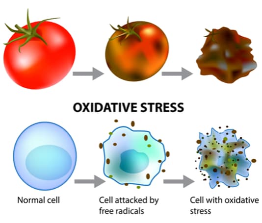 oxidative stress illustration